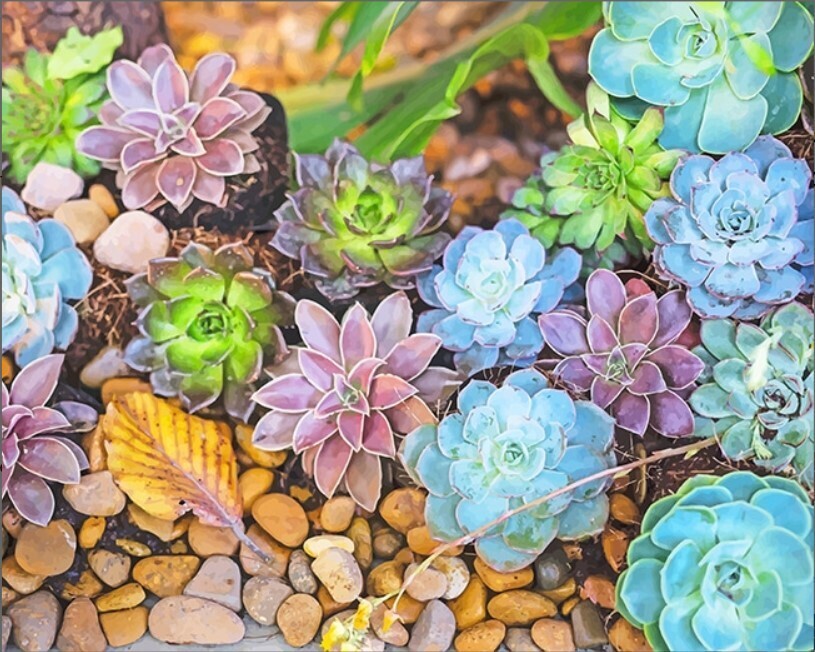 Colorful Succulents