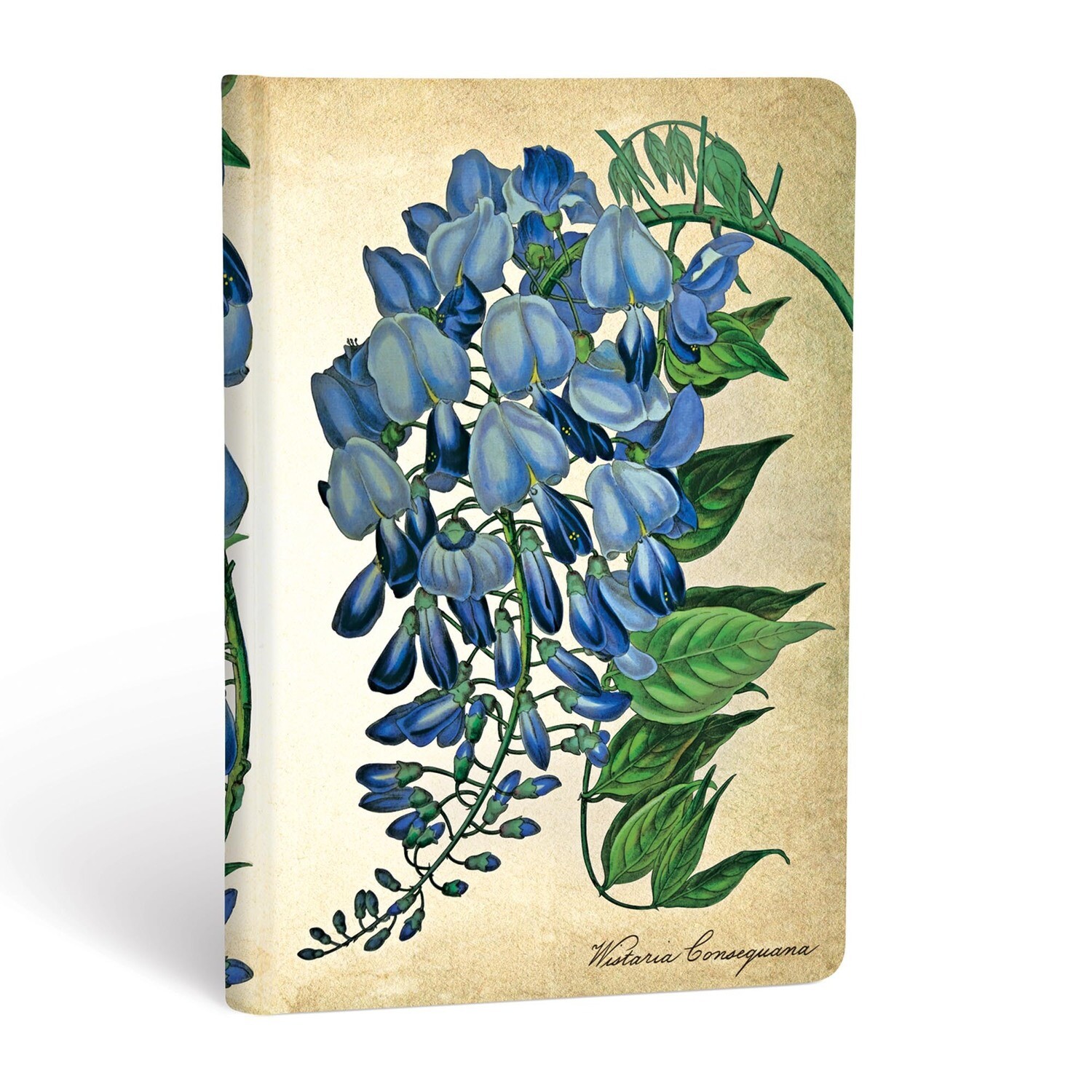 Journal, Unlined, Mini Hardcover Blooming Wisteria - Painted Botanicals
