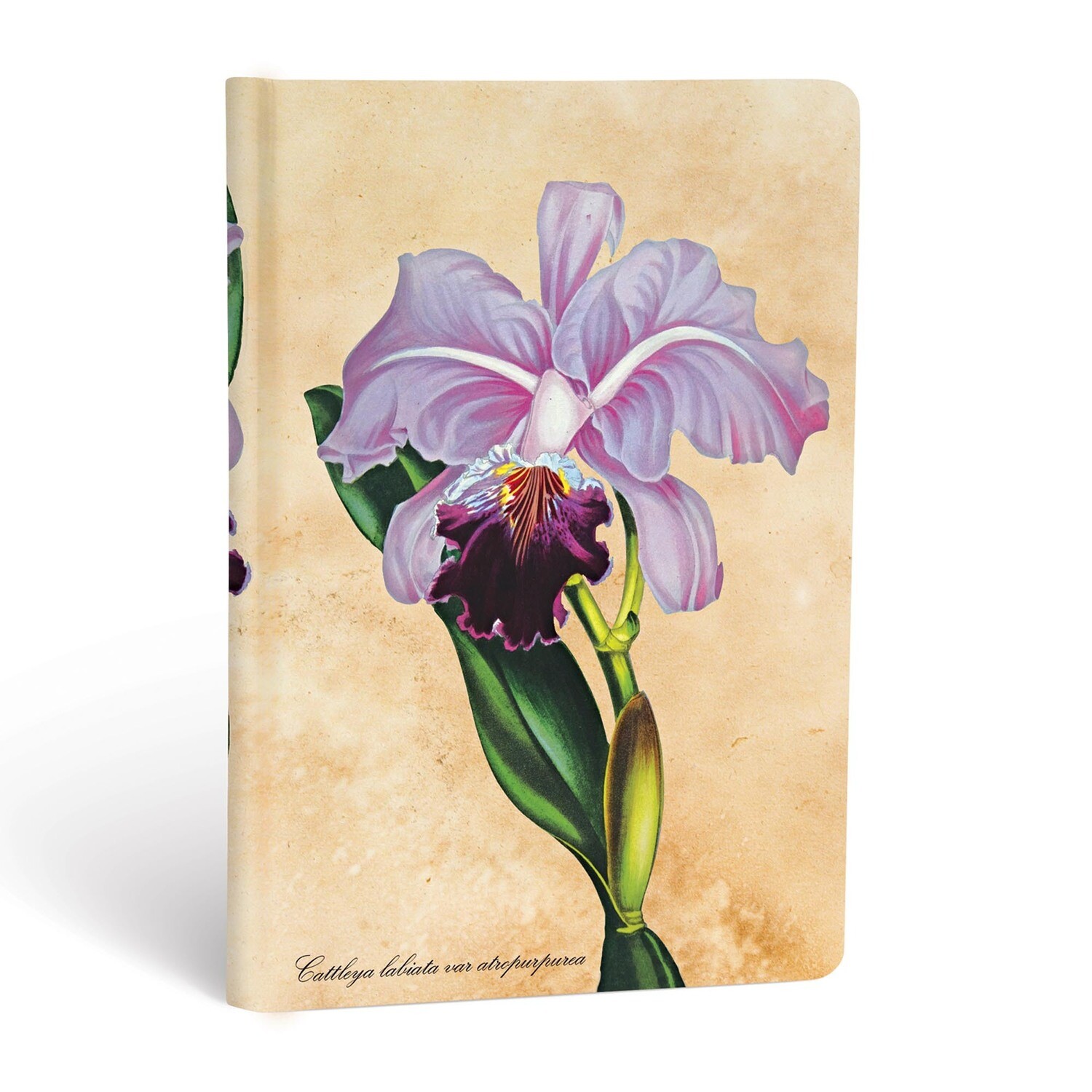 Journal, Lined, Mini Hardcover Brazilian Orchid - Painted Botanicals