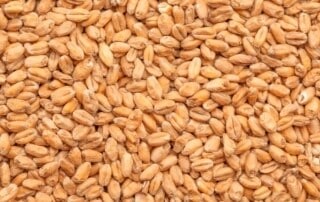 Best Wheat Malt
