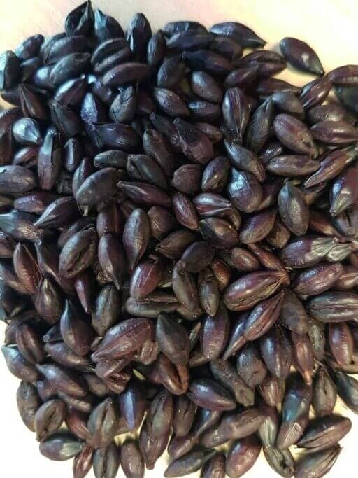 Crisp Roasted Barley - 1kg