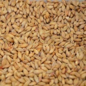 SAB Pale Malt