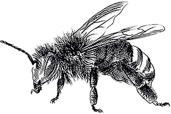 Halcomb Honey & Hives