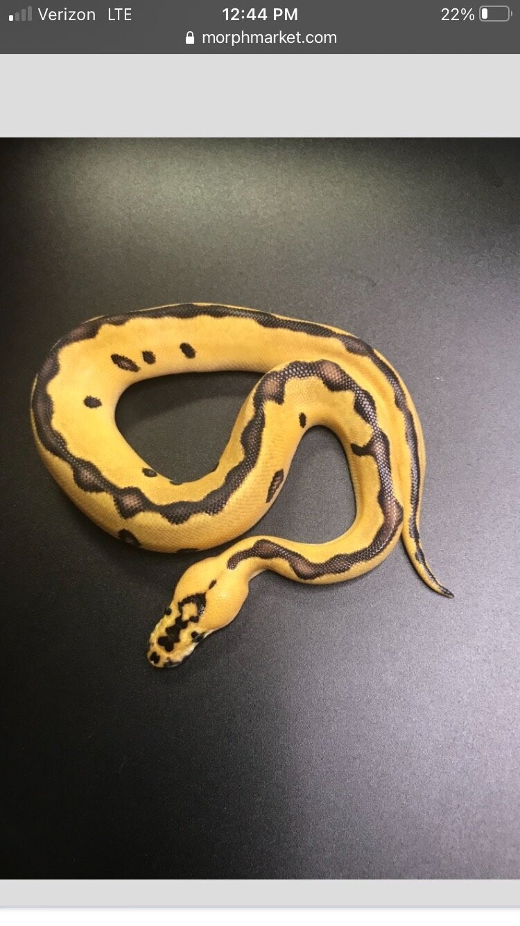 Enchi Clown Ball Python