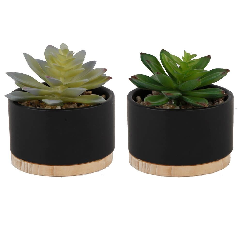 Artificial Succulent in Wood Base - Black