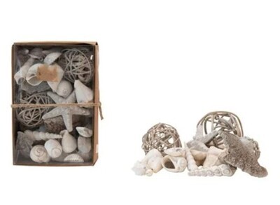 Assorted Shells in Gift Box