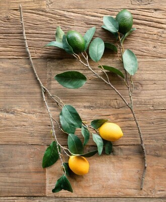 Citrus Branch