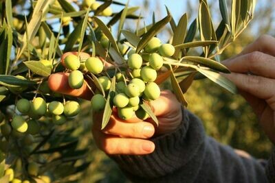 Extra Virgin Olive Oils