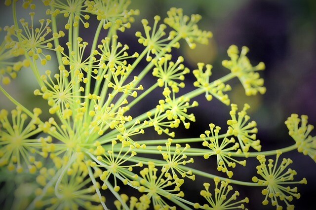 Dill Infused Olive Oil