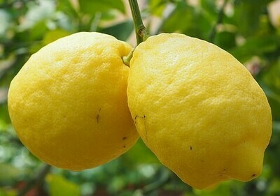 Lemon – Fused Whole Fruit