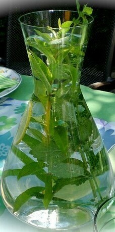 Lemongrass Mint White Balsamic