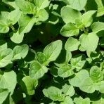 Oregano White Balsamic