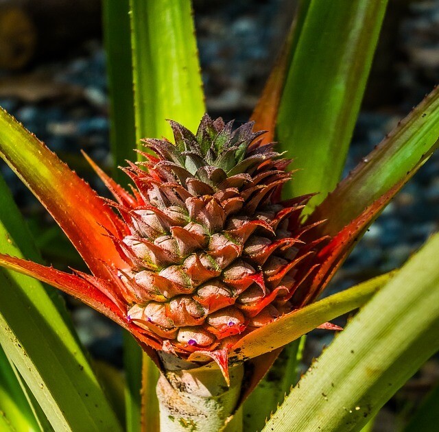 Pineapple