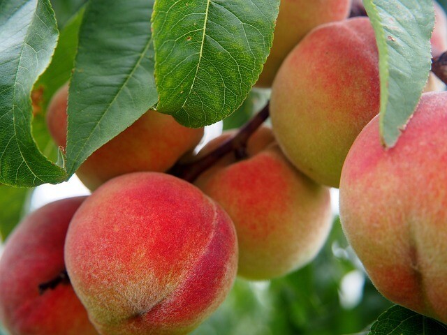Ripe Peach White Balsamic