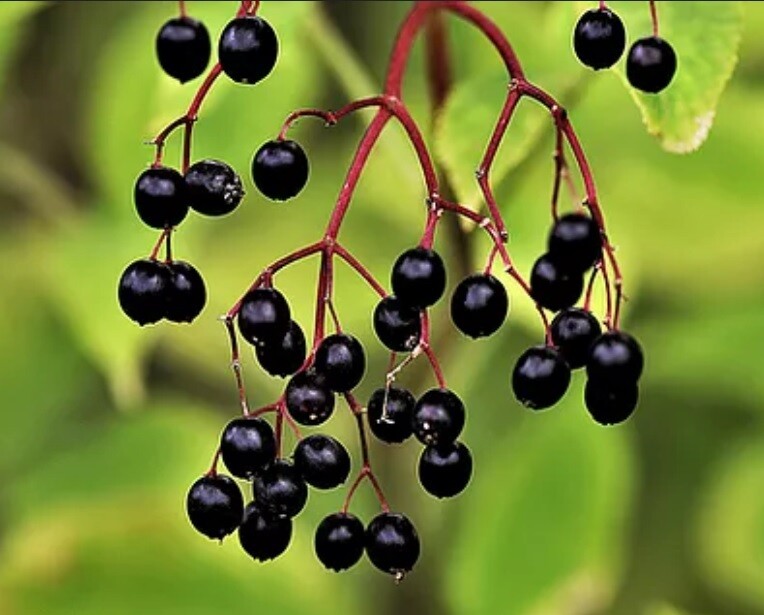 Elderberry Balsamic