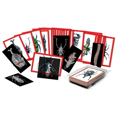 INSECT X-RAYS AND PICTURE CARDS SET