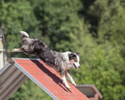 CANIN