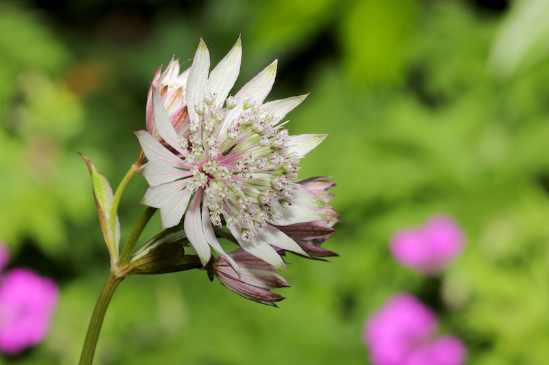 Close-Up and Macro Photography – Practical Course Close-Up and Macro Photography – Practical Course