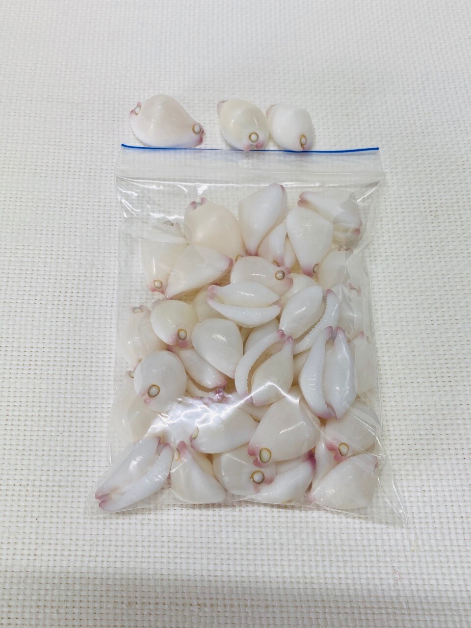 Seashell-3