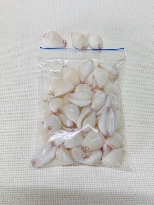 Seashell-3