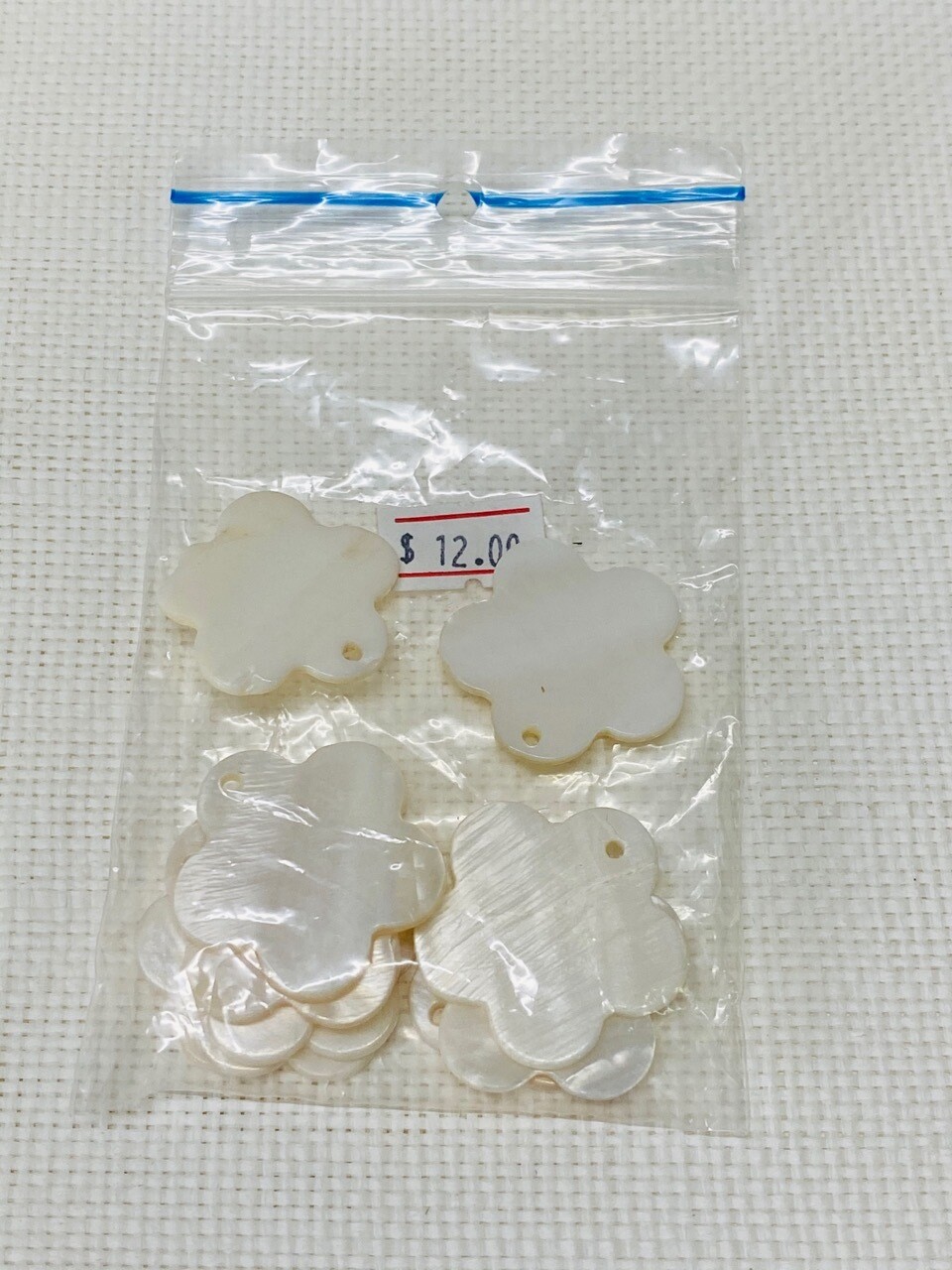 Seashell-12