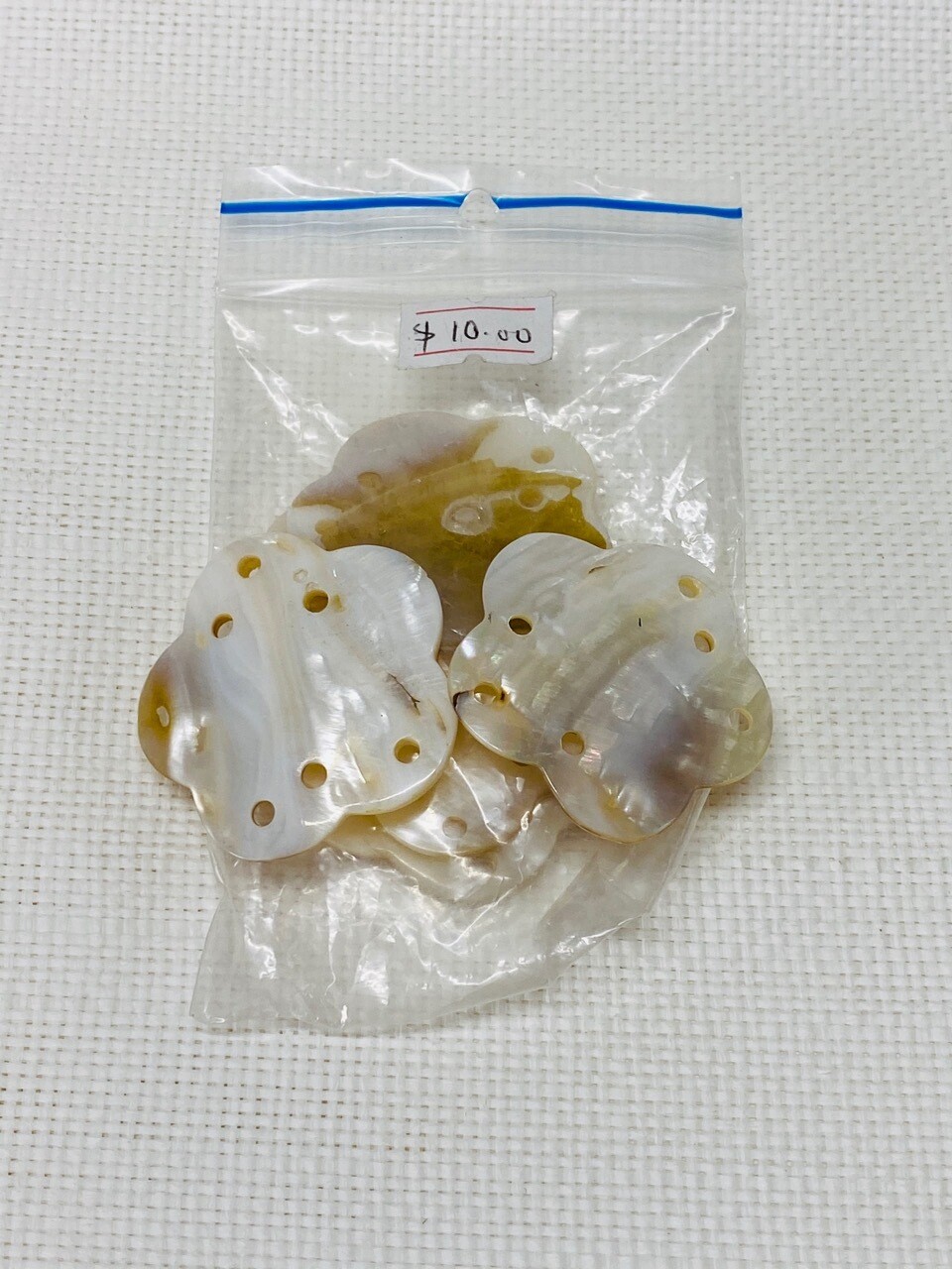 Seashell-13