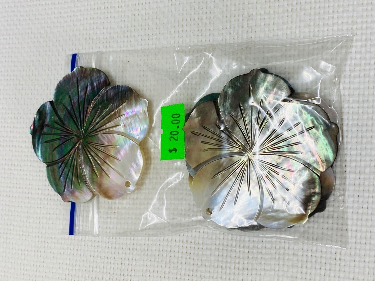 Seashell-15