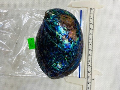 Seashell-23