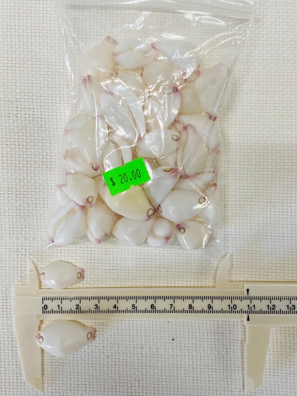 Seashell-25