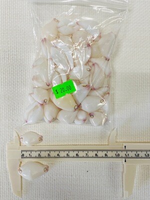 Seashell-25