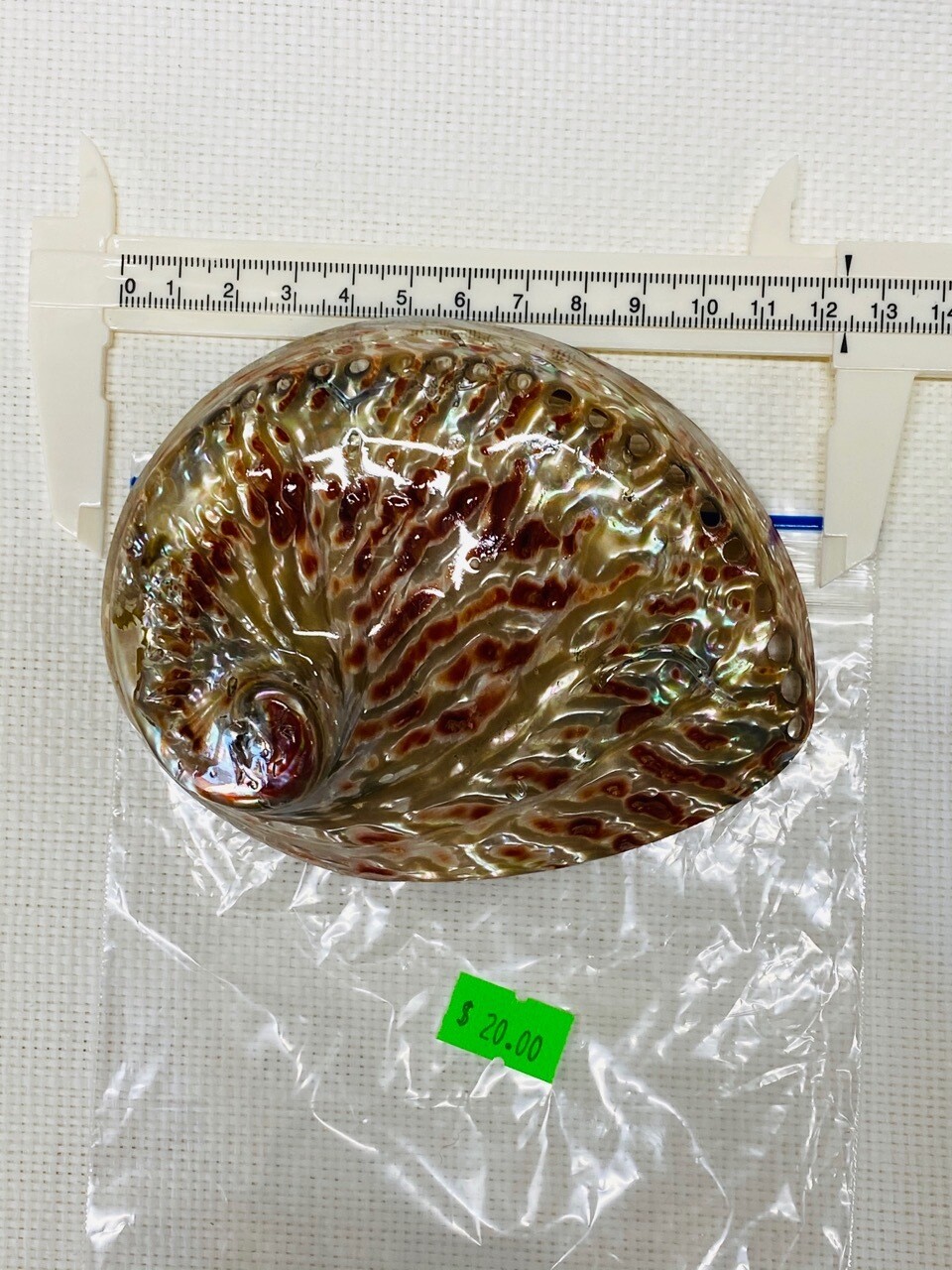 Seashell-24