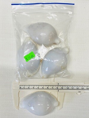 Seashell-26
