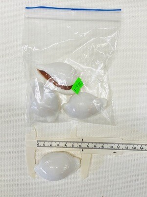 Seashell-28