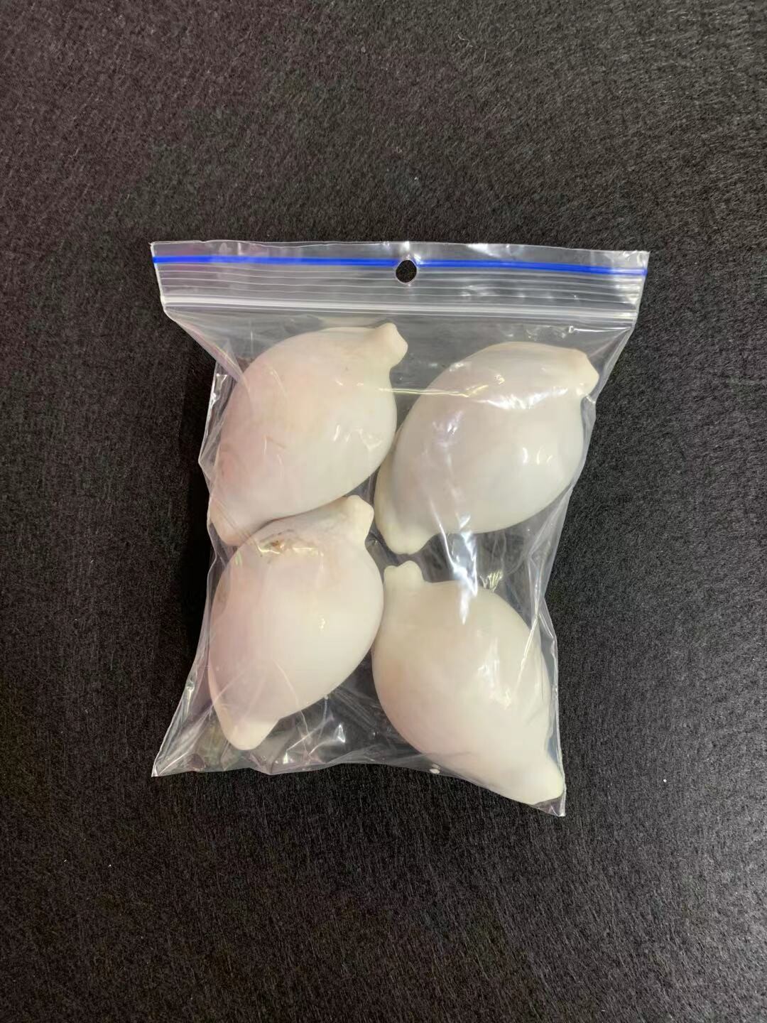 Seashell-22