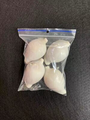 Seashell-22