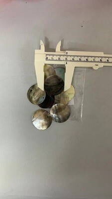 Seashell-8