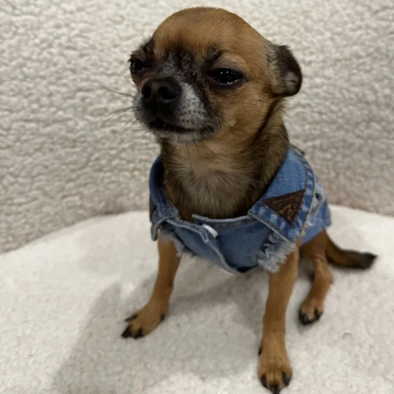 Blue Upcycled Louis Vuitton Dog Denim Jacket