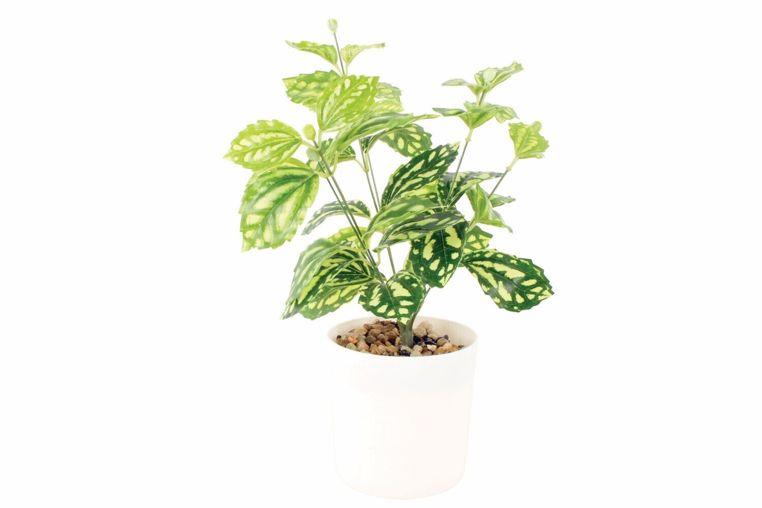 GIFT GNS MONO DIEFFENBACIA PLANT IN WHITE POT 30X20 CM