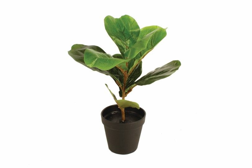 GIFT GNS HAMPTON POTTED FIDDLE LEAF 33CM