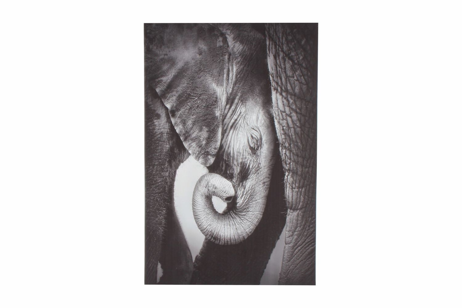 GIFT GNS MONO BLAINE BABY ELEPHANT ON STRETCHED CANVAS 90X60CM GIFT GNS MONO BLAINE BABY ELEPHANT ON STRETCHED CANVAS 90X60CM