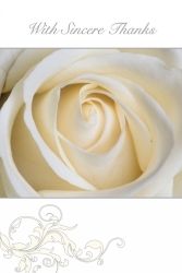 CARD SET SYMPATHY THANK YOU OZCORP 95X140 CREAM ROSE 10CARDS/ENV CARD SET SYMPATHY THANK YOU OZCORP 95X140 CREAM ROSE 10CARDS/ENV