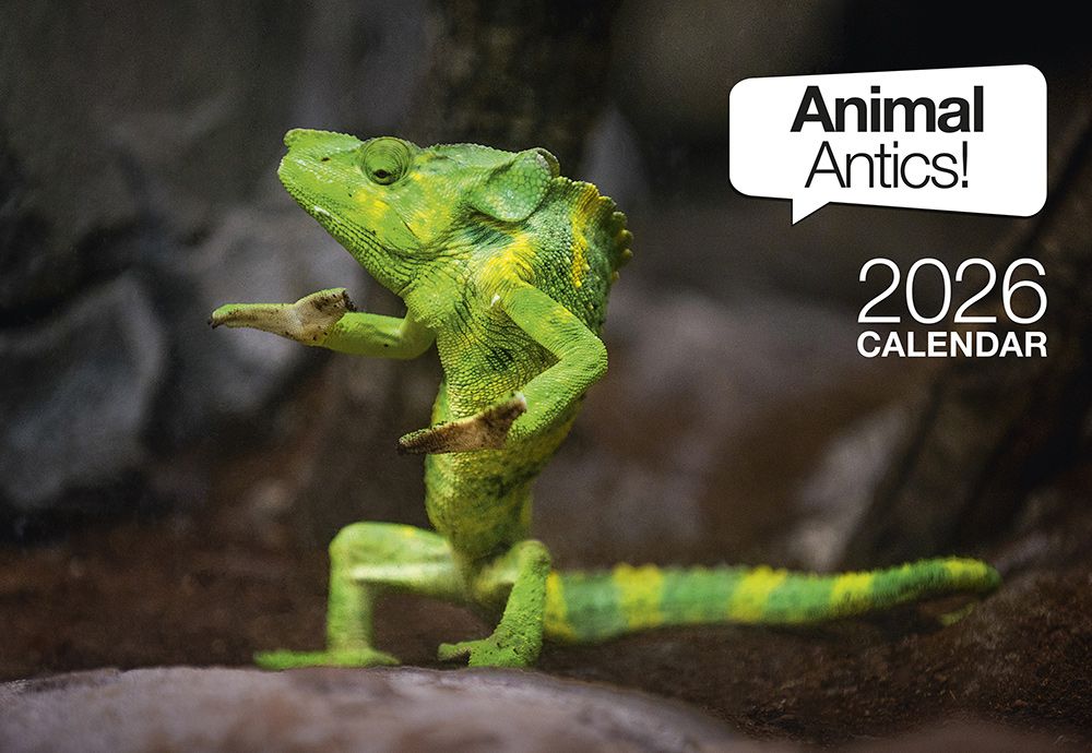 CALENDAR 2026 EASY2C A4 STITCHED ANIMAL ANTICS