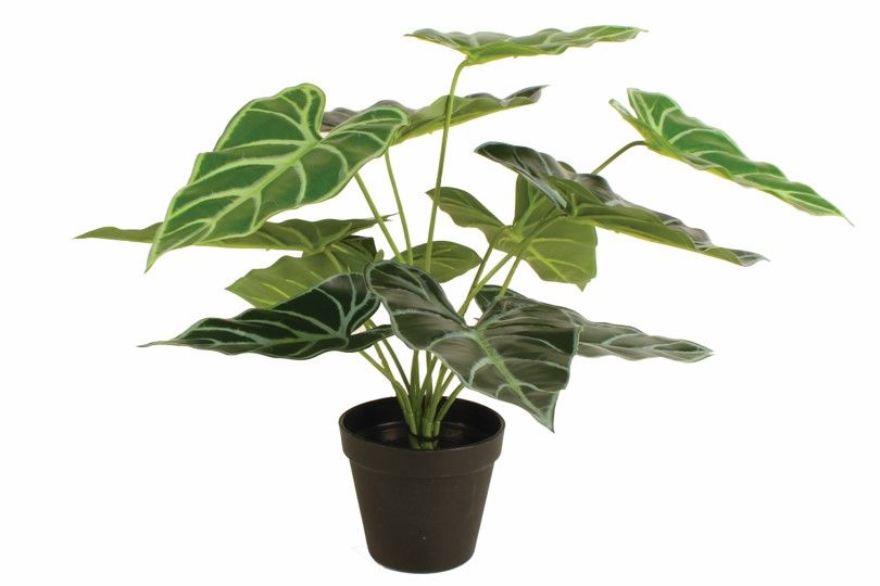 GIFT GNS BOHO POTTED GREEN ARROW ARUM PLANT 50CM