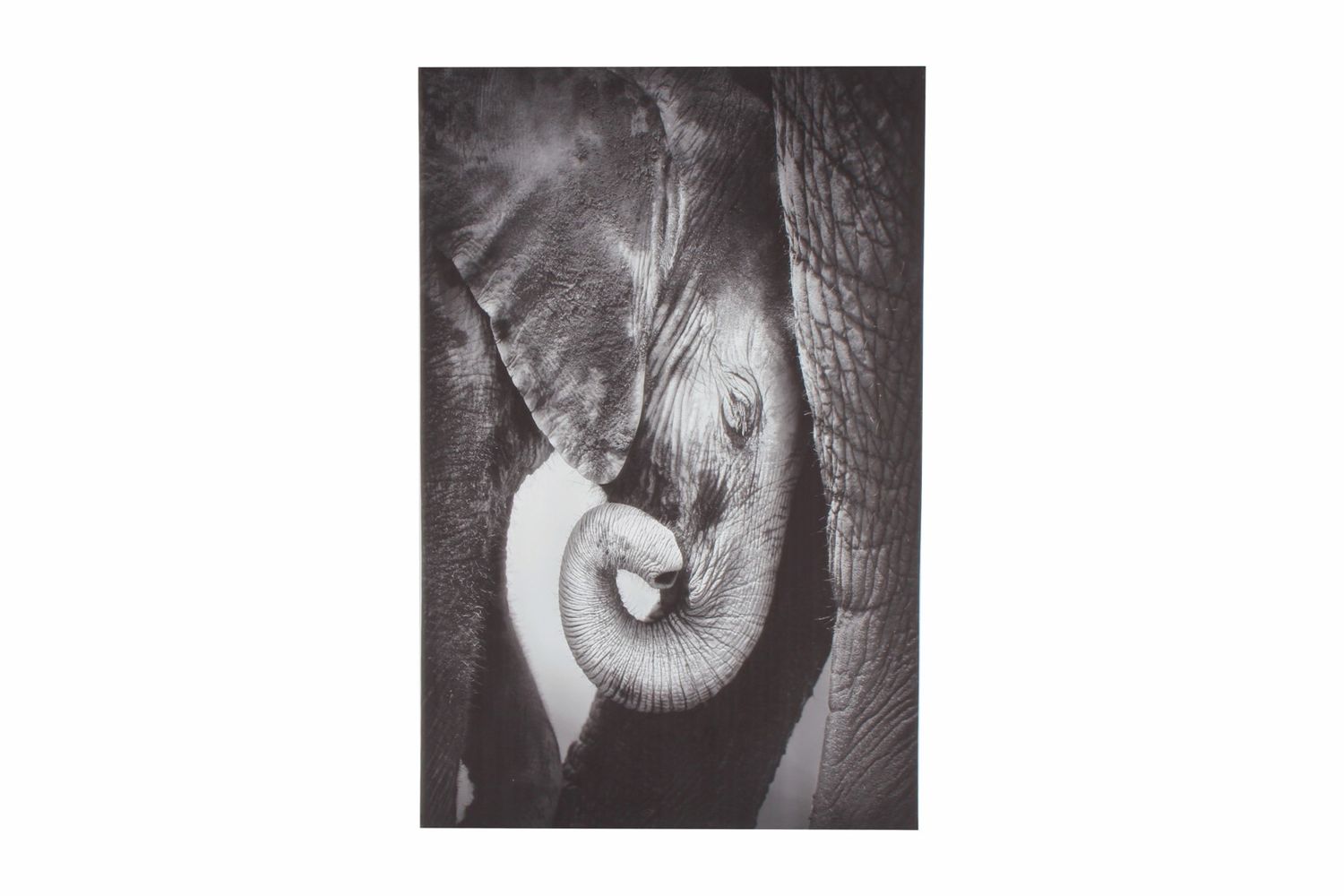 GIFT GNS MONO BLAINE BABY ELEPHANT ON STRETCHED CANVAS 90X60CM