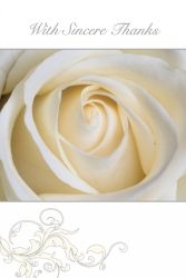 CARD SET SYMPATHY THANK YOU OZCORP 95X140 CREAM ROSE 10CARDS/ENV