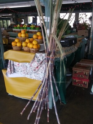 Farmers Market: Sugar Cane