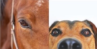 Pferd & Hund