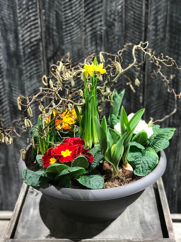 Frühlingsschale für Friedhof