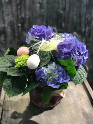 Hortensie im Samttopf