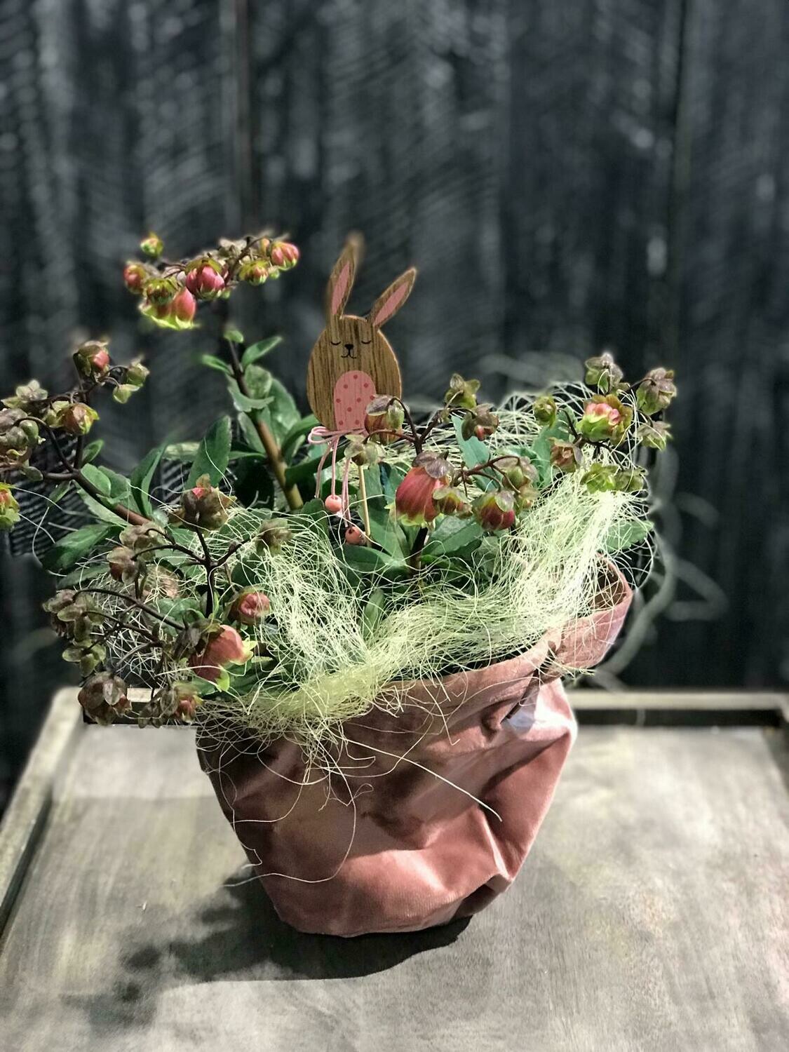 Glockenkalanchoe mit pennendem Hasi im Samttopf